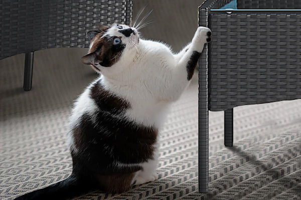 Ways to Keep Cats off Rattan Furniture