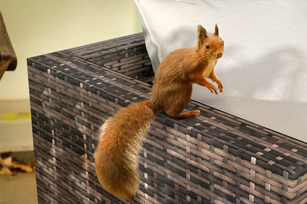 Ways to Prevent Squirrels from Chewing on Your Rattan Garden Furniture